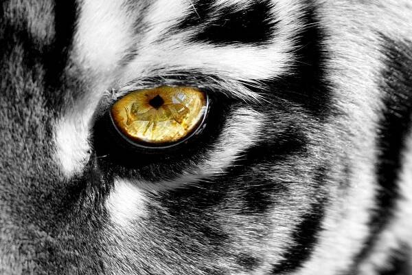 Tempered Glass w/Foil-Eye of a Tiger