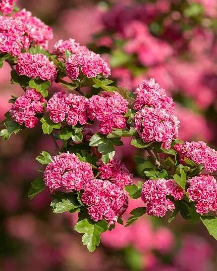 Hawthorn (Crataegus spp.) pink flowers