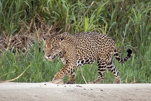 File:Jaguar (Panthera onca palustris) male Three Brothers River 2.jpg - Wikipedia