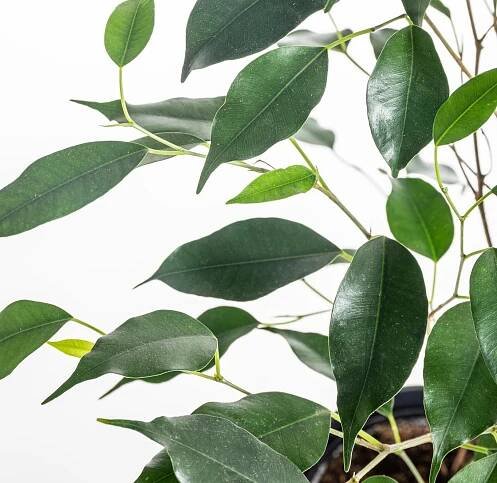 Fíkus, Ficus Benjamina Danielle, květináč 17 cm skladem | ZAZUMi.cz