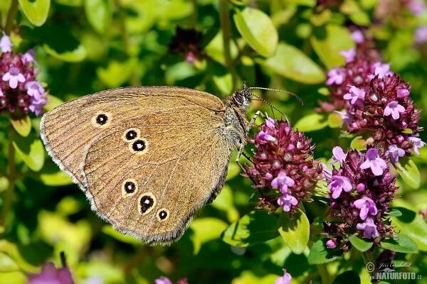 Okáč prosíčkový | Naturfoto.cz