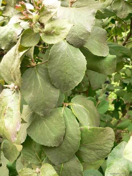 Kalina Carlesiova (Viburnum carlesii), listy