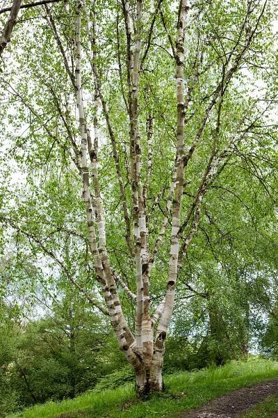 Betula utilis jacquemontii , Bříza himalájská, 200-225 cm, C12