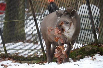 Brněnská zoo na Štědrý den ožila. Enormní zájem byl o krmení tygra sumaterského