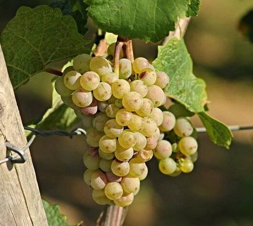 Weintraube 'Bianca' • Vitis 'Bianca'