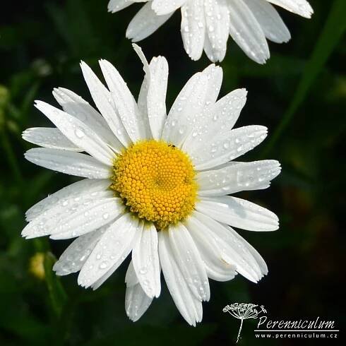 Leucanthemum × superbum 'Gruppenstolz'