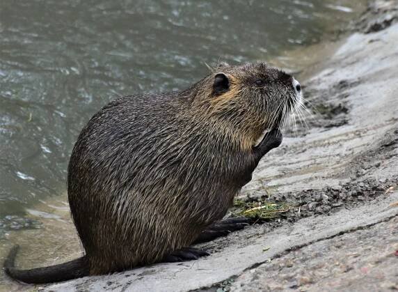 Nutrie a ondatry.