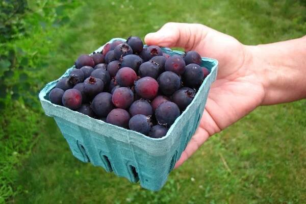 33 Facts About Saskatoon Berry