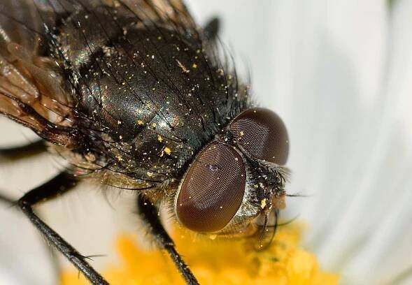 Hmyzu, Diptera, Létat