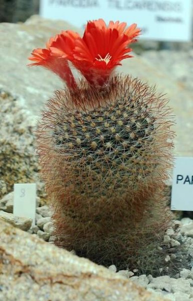 Parodia microsperma
