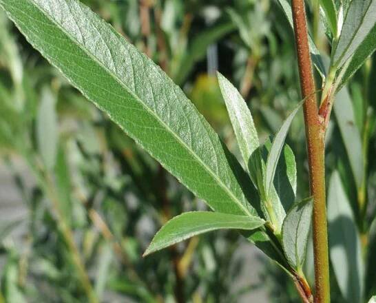 white willow cuttings propagation