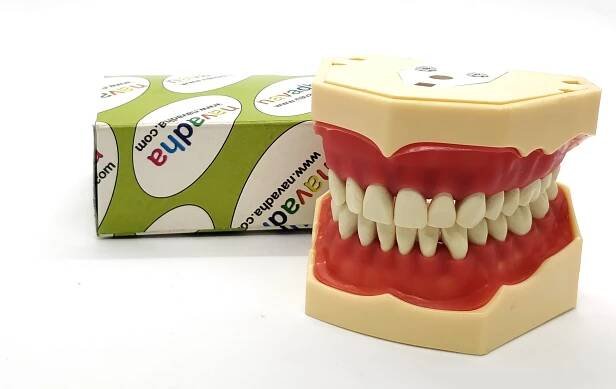 Dental Typodont Jaw - Navadha ZX
