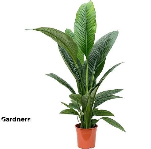 Spathiphyllum Sensation, průměr 24 cm Spatifylum, Lopatkovec, Toulcovka