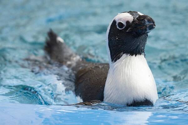Penguins – SAAMBR