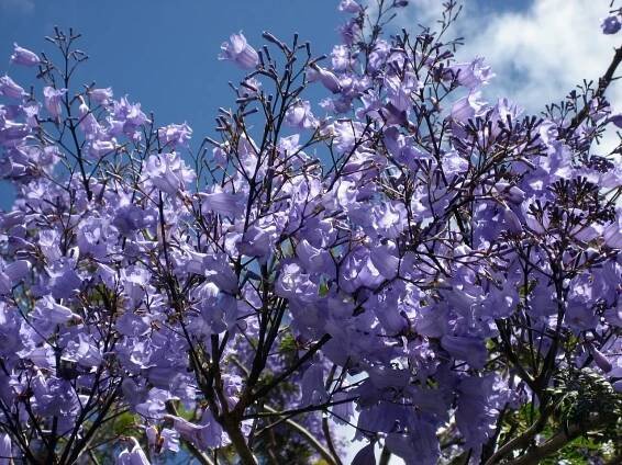 Bonsaj Jacaranda: Kompletní průvodce, péče, tipy a vše, co potřebujete vědět