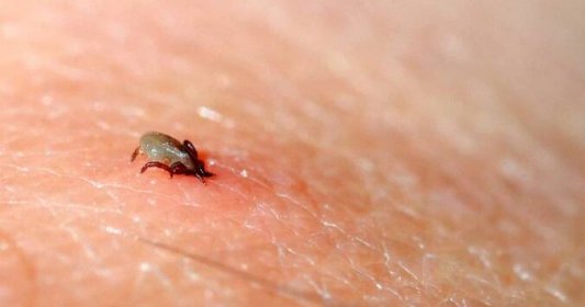Sezóna klíšťat za dveřmi: Drobný hmyz se esenciálním olejům vyhýbá obloukem