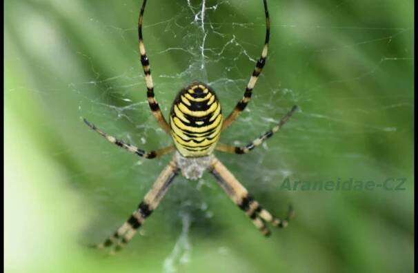 Křižák pruhovaný (Argiope bruennichi)