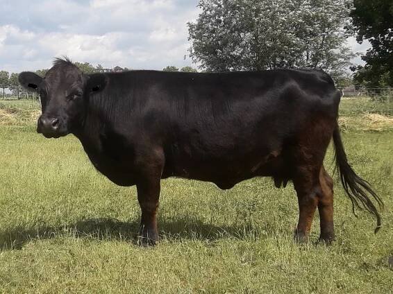 PorcPrunus Quibus VG87 | Dexter mini-koeien van stal PorcPrunus