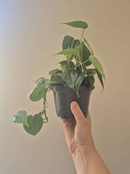 Philodendron Scandens