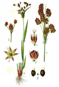 Soubor:Luzula multiflora Sturm24.jpg