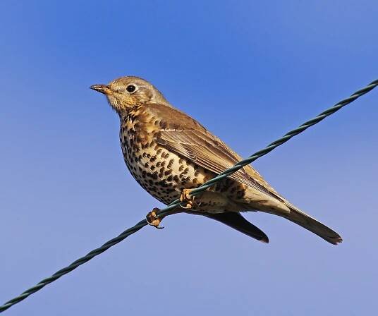 Mistle thrush guide: diet, habitat and where to see in the UK