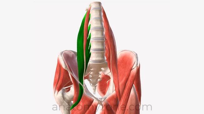 Psoas Major Anatomy