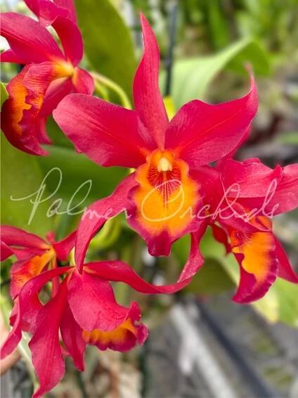Ctt. Warpaint Palmer Orchids