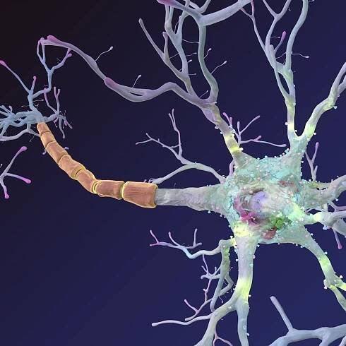 neuron synapses myelin 3d model https://p.turbosquid.com/ts-thumb/Lk/nKhBnC/4t0eerCc/neuron_0006/jpg/1477653009/1920x1080/fit_q87/dc3753a1984d74fb1af6a6d1d264ddd246ee3c14/neuron_0006.jpg