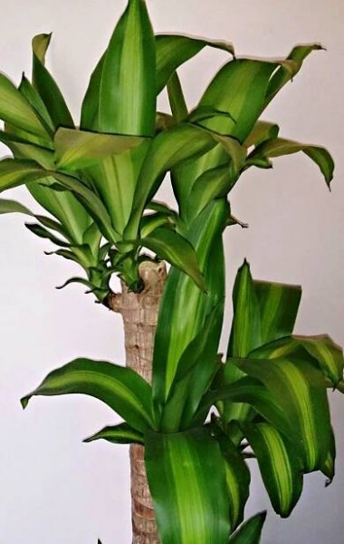 Dracaena fragrans sprouting after stem clipping