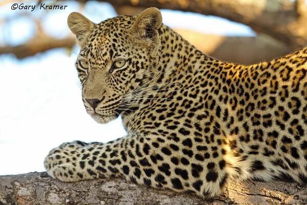 Leopard (Panthera pardus)