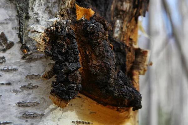 Chaga houba