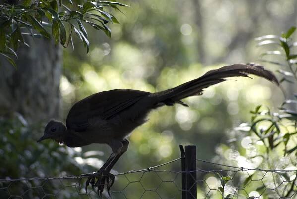 Lyrebird is a voice mimic for the fake news era