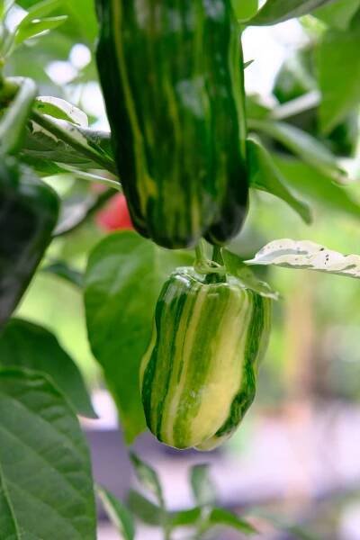Bryan's Blood Stubby Rainbow | Chilli semena | Chilli semena | Chilli semínka | Chilli omáčky | GOROL CHILLI