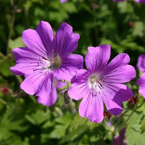 Geranium: Die schönsten Sorten
