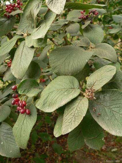 Kalina tušalaj (Viburnum lantana), listy