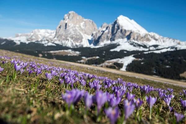 Webcams in Seiser Alm - Puflatsch Bergstation - Livecam in HD - feratel.com