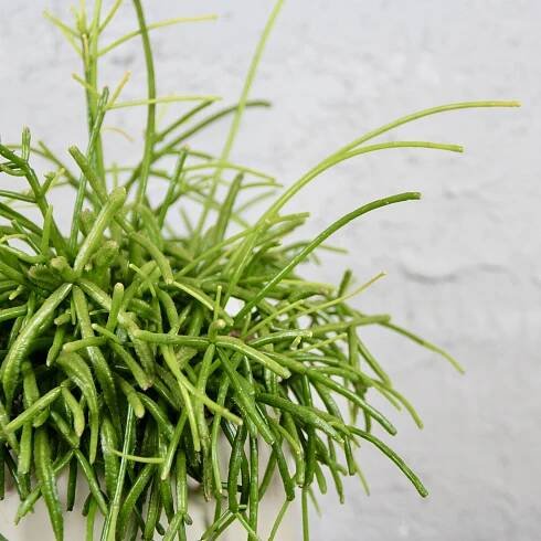 Rhipsalis Cassutha Oasis