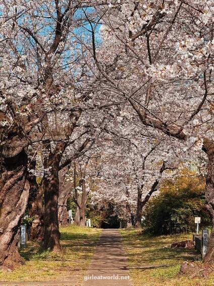Where to See Sakura in Tokyo (With My Personal Ratings) — Girl Eat World