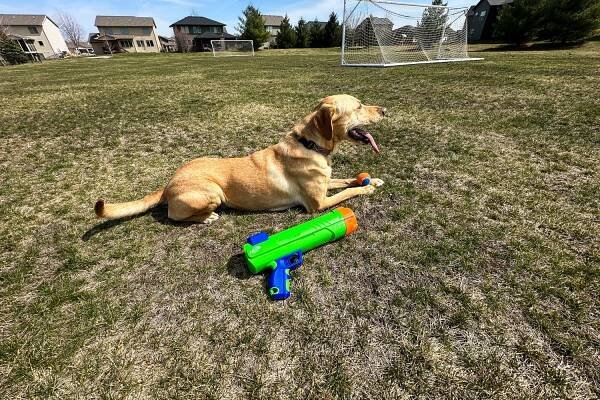 The Nerf Dog Tennis Ball Blaster sits in front of a dog on grass