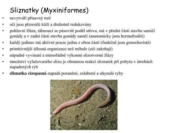 PPT - OBRATLOVCI ( Vertebrata ) Lenka Králová Septima 2009/2010 PowerPoint Presentation - ID:1324851