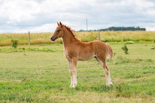 Welsh Cob klisna s PP - Tachov