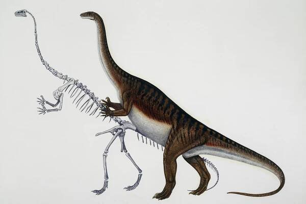 Massospondylus carinatus illustration