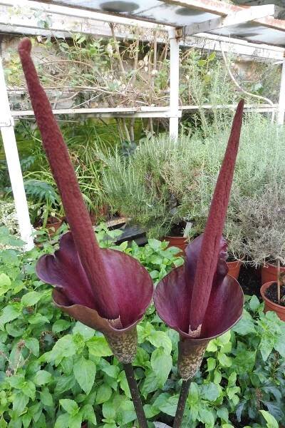 Amorphophallus rivieri - zmijovec, áronova hůl Zahradnictví Krulichovi - zahradnictví, květinářství, trvalky, skalničky