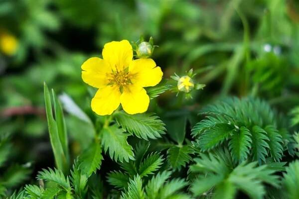 Mochna husí (Potentilla anserina) je vytrvalá nízká plazivá rostlina s dlouhými poléhavými lodyhami, často vytváří husté porosty. 