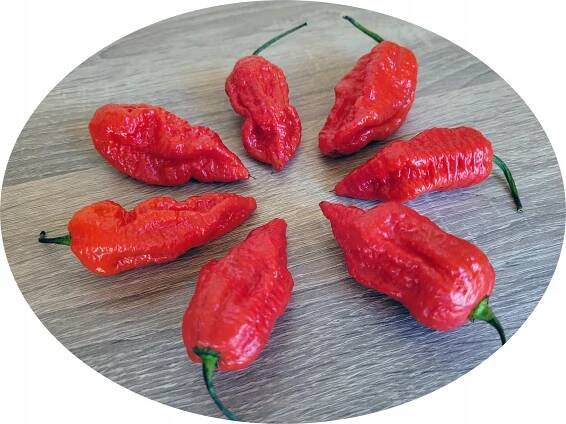 Jay's Red Ghost Scorpion semena chilli papriček HIT