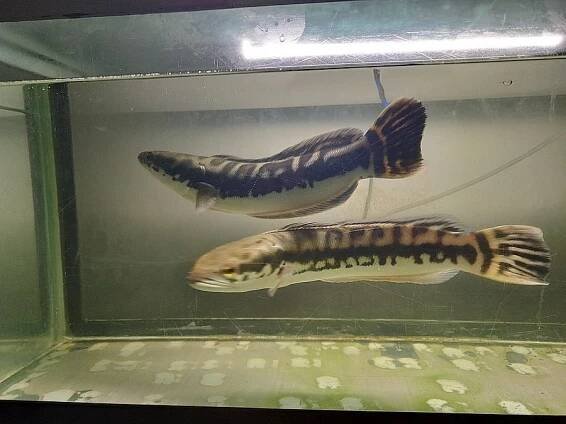 Hadohlavec červený , Channa micropeltes , Snake head