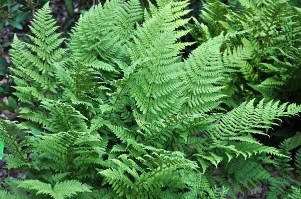 Kapraď osténkatá - Dryopteris carthusiana