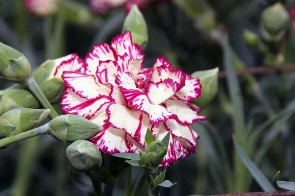 Carnation Italian ringspot virus