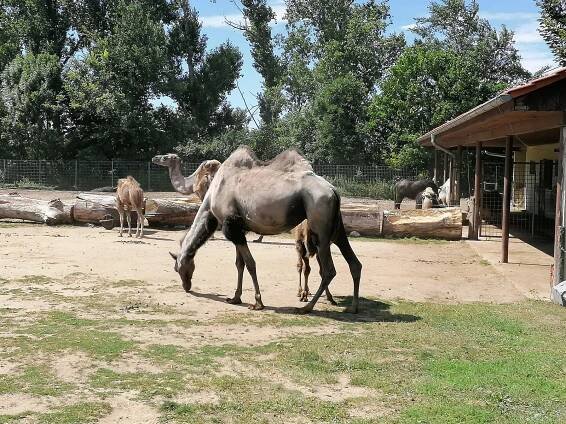 Nová trasa Zooparkem Vyškov: pohled na velbloudy i krmení buvolů, podívejte se