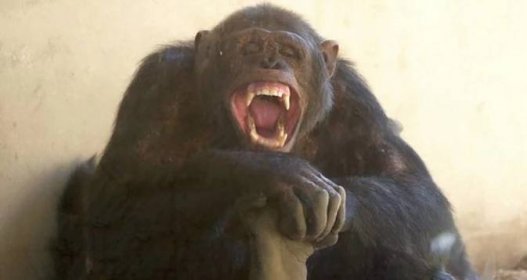 'He Ripped Her Apart': The Grisly Story Of Travis The Chimp, The Animal Actor That Ate A Woman's Face